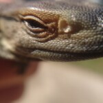 Juvenile Savannah Monitor