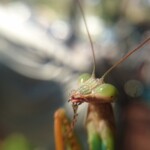 Praying Mantis
